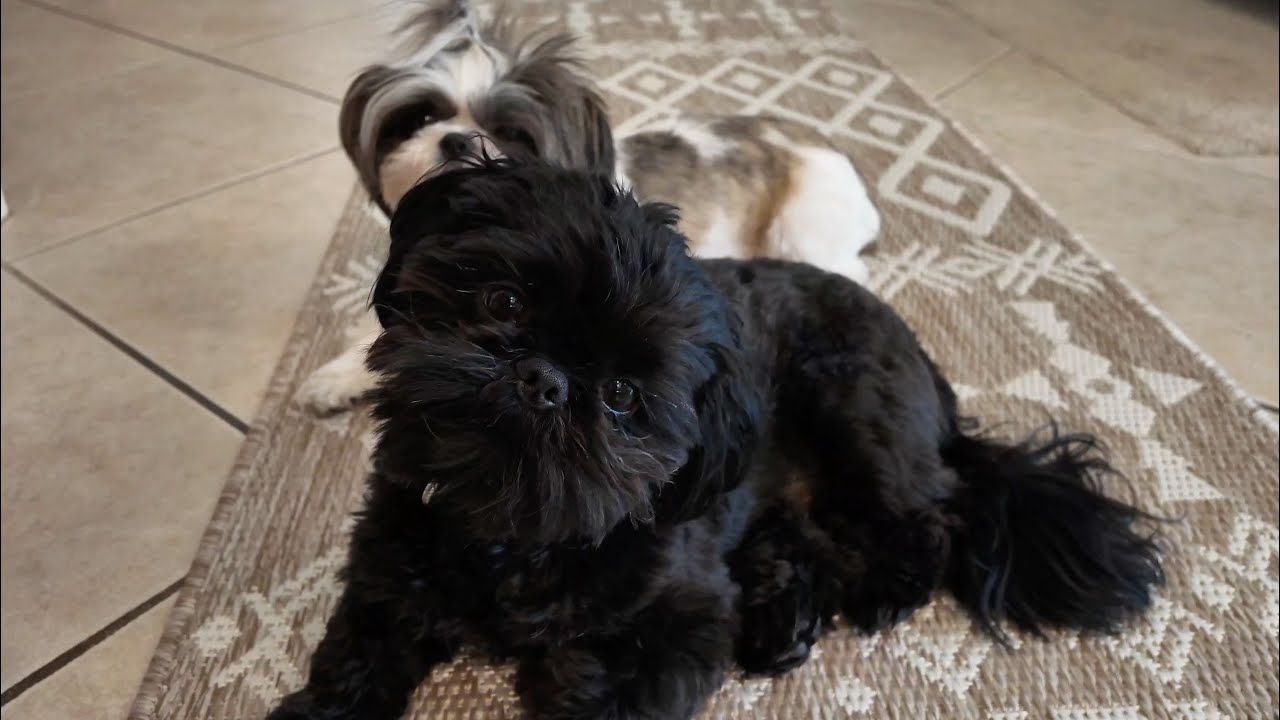 Homemade dog food meal prep with my Shih Tzus