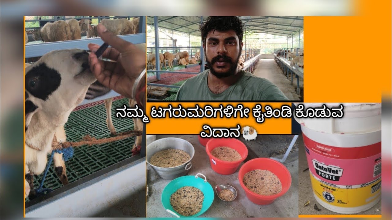 How to feed sheeps for fattening 🐏 sheep farming in kannada @soornahallisheepfarm
