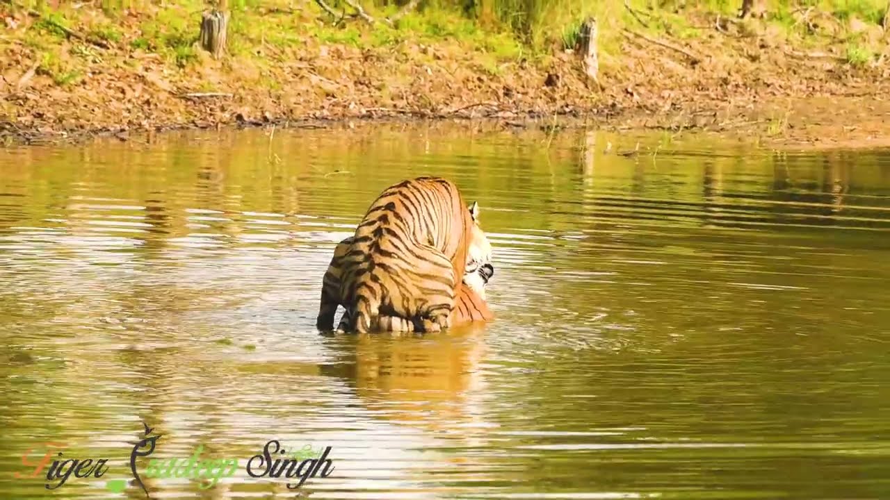 Rare Moment: Tigers Mating in Water | Bori Wildlife Sanctuary