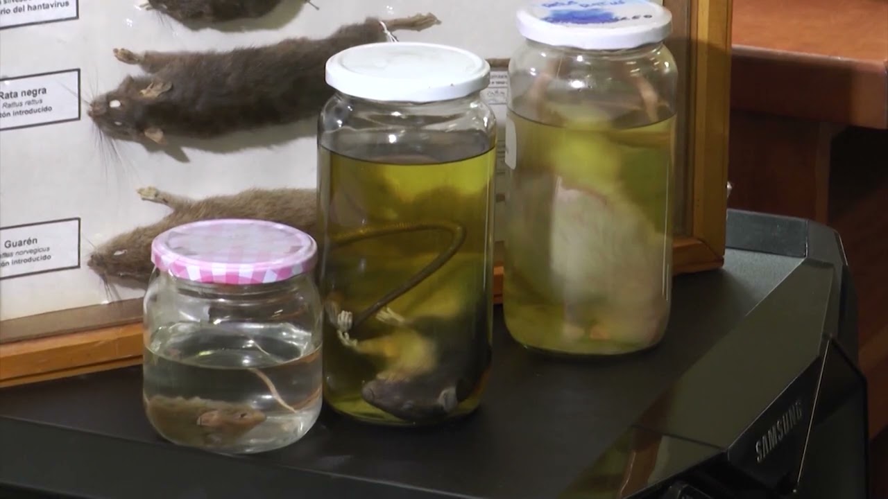 Ñuble: joven de 21 años, procedente de Santiago, habría contraído hantavirus en Cobquecura