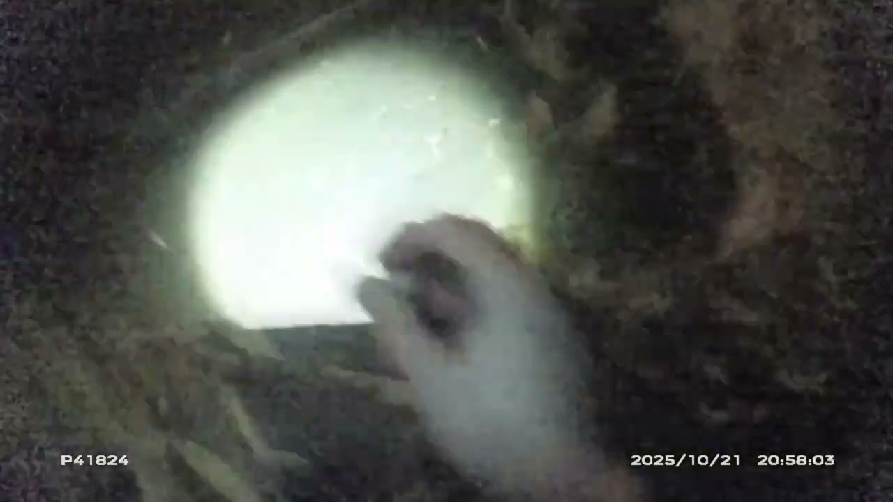 Наркоторговец начал преследование на высокой скорости, после чего врезался в дерево.