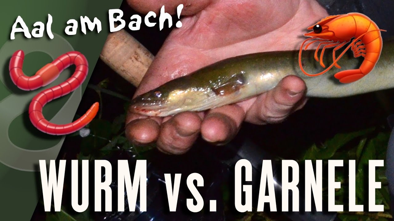 Aal-Angeln am Bach: Wurm oder Garnele?