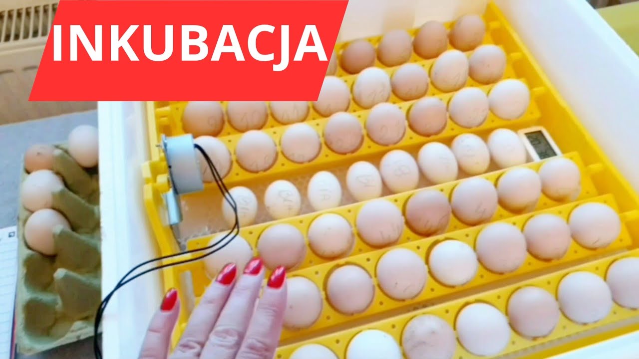 Pierwsza inkubacja w 2025r. prześwietlanie jaj 🐣klucie piskląt.