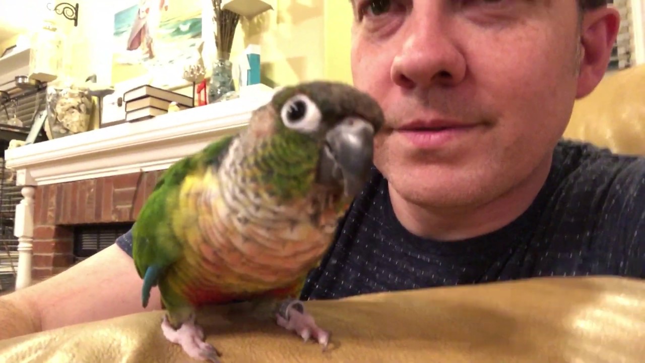 Trello Talking and Cuddling - Cute (Green Cheek Conure)