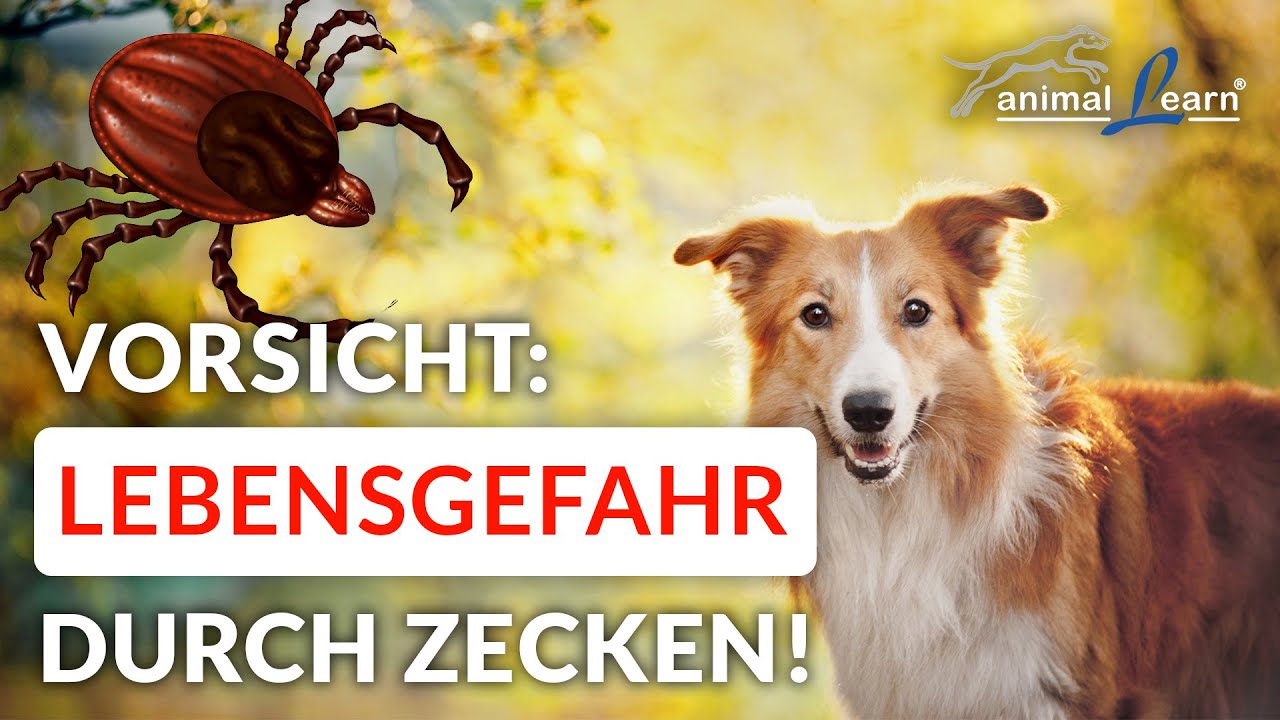 Hilfreiche Tipps für die Zeckensaison - so schützt Du Deinen Hund!
