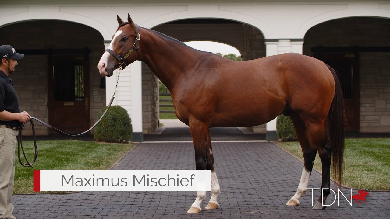 Maximus Mischief a Popular Sire at Fasig-Tipton July