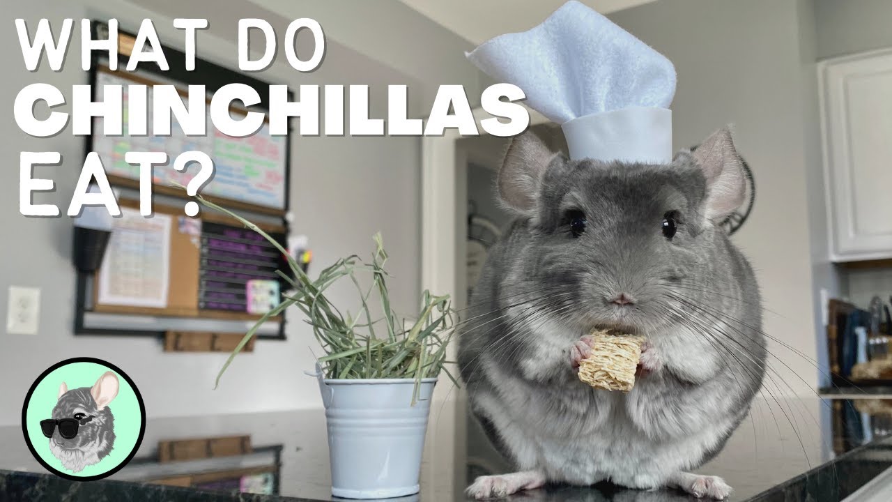 What Do Chinchillas Eat? | The Official Chinchilla Care Series