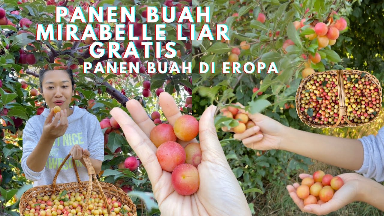 Panen Buah Mirabelle Plum Liar Gratis Di Jalanan - Panen Buah Di Eropa - Czech Republic