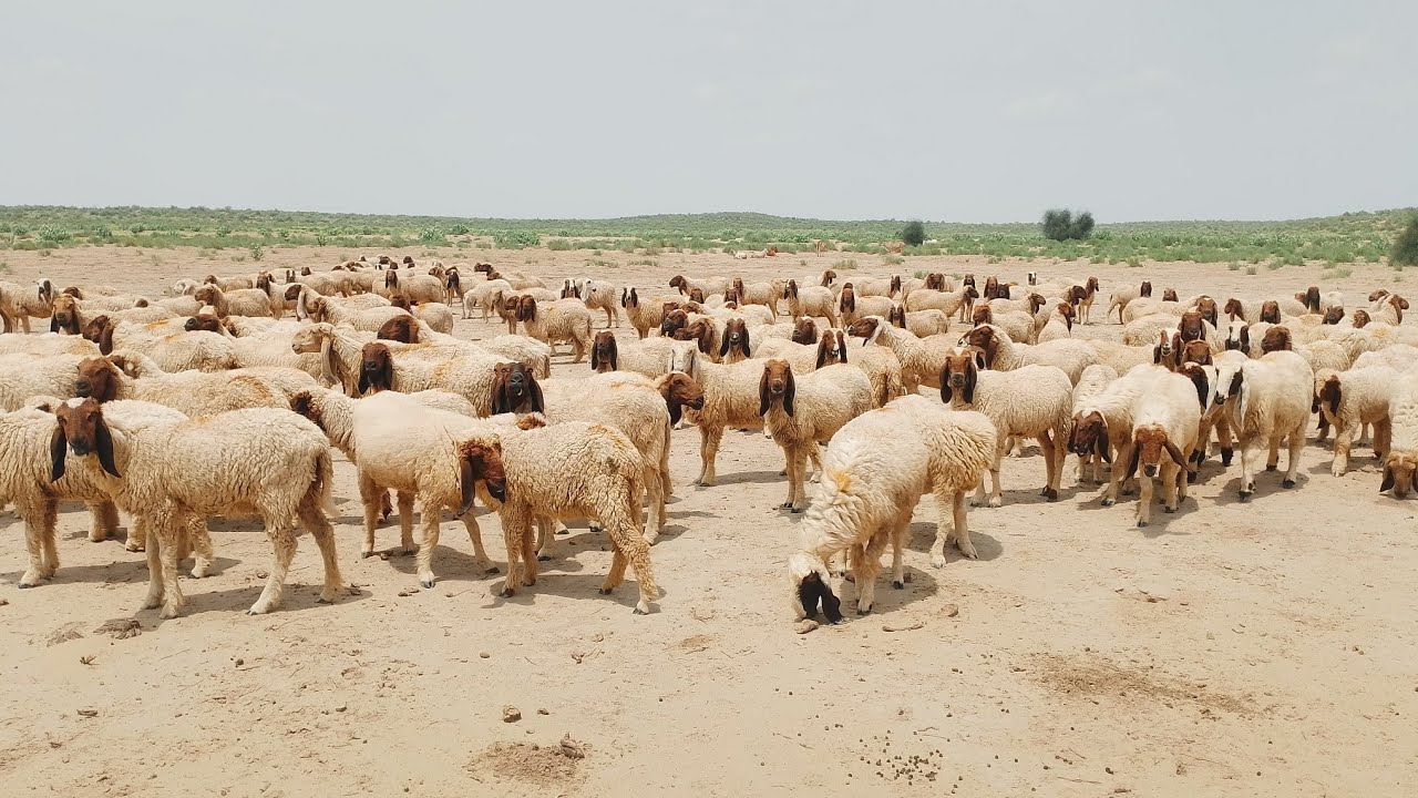 July 23, 2025 سب بھائی مل کر دعا کرنا اللہ ایسی نوبت کسی کو نہ دے