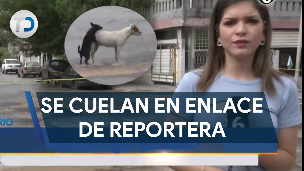 Perritos hacen sus intimidades durante enlace de reportera