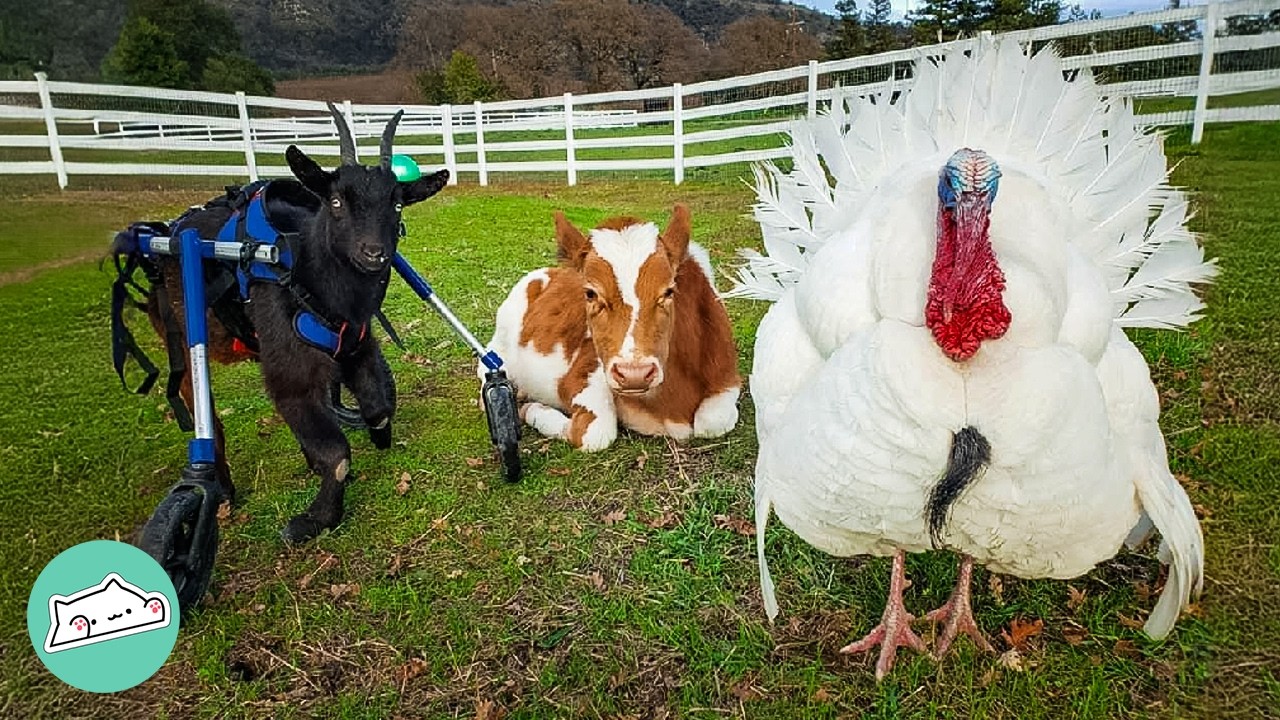 Turkey Finds His Flock In A Group Of Goats, A Cow And Roosters | Cuddle Buddies