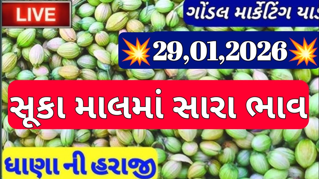 ગોંડલ નવા ધાણા ના બજાર ભાવ / નવા ધાણા ના બજાર ભાવ / નવા ધાણા ના ભાવ / 29,01,2026