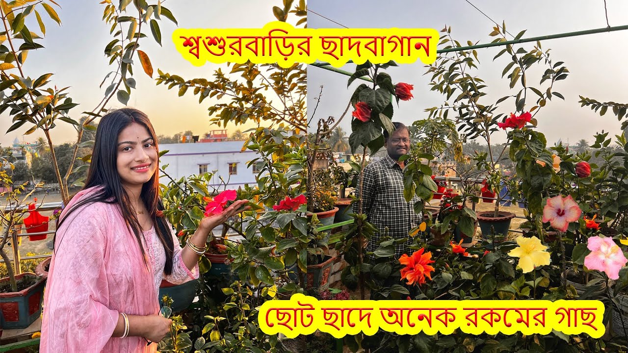 শ্বশুরবাড়ির ছাদবাগান..আম-জাম থেকে শুরু করে আলুবোখরা..আছে সুস্মিতা জবা.রোহনের ছোটবেলার কিছু স্মৃতি.