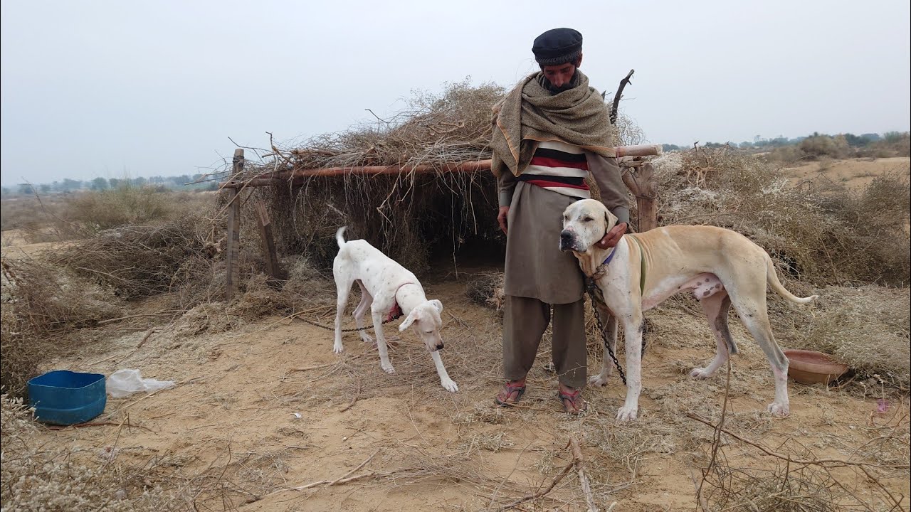Pakistani Bully Kutta Family By Nafa TV HD 