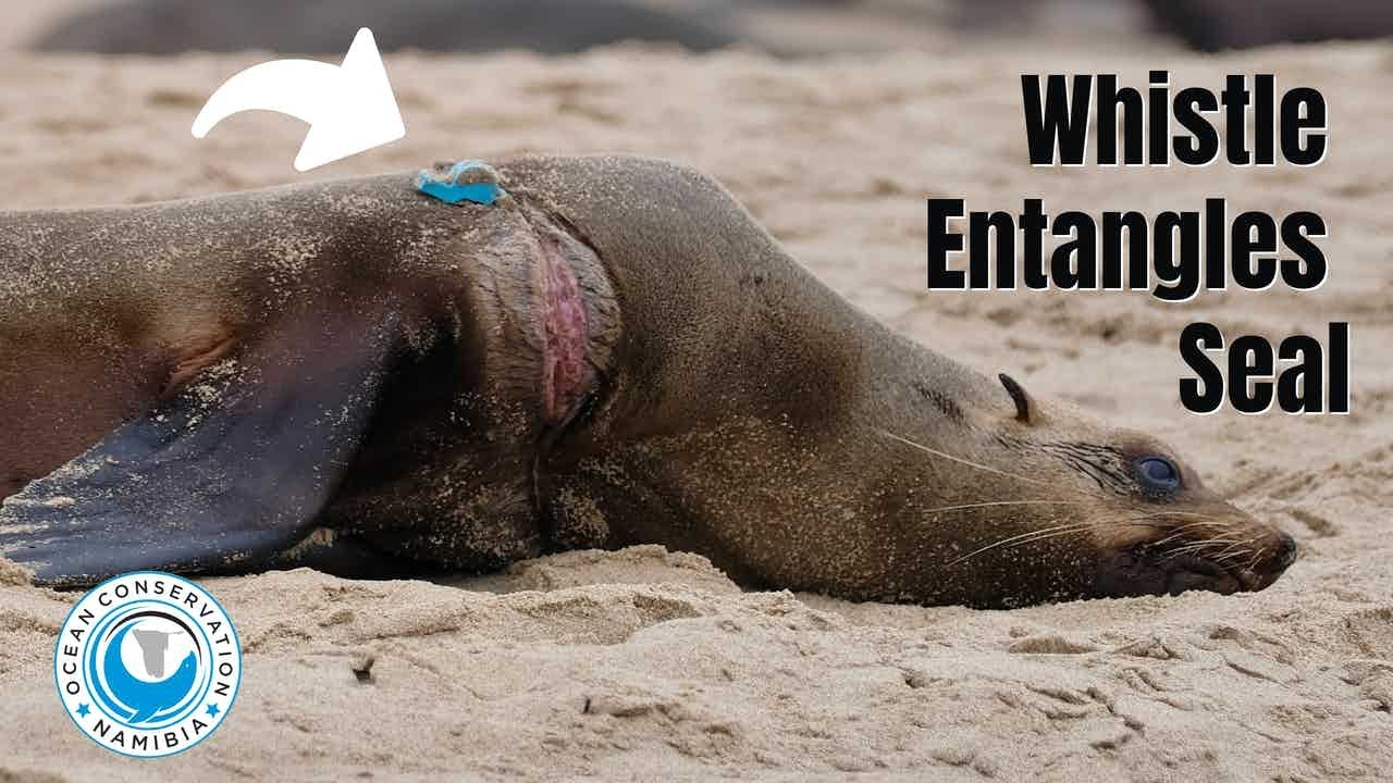 WHISTLE entangles Baby Seal