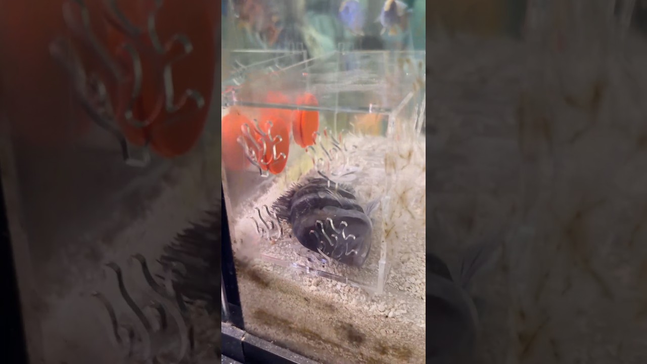 Cichlid War in My Tank #aquarium #cichlids #fish
