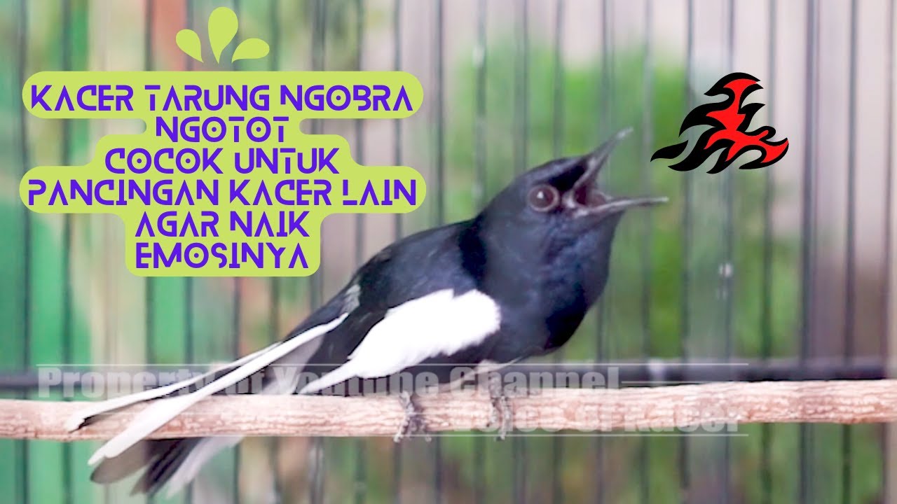 Kacer Tarung Ngobra Ngotot Cocok Untuk Pancingan Kacer Lain Agar Naik Emosinya || Voice of Kacer