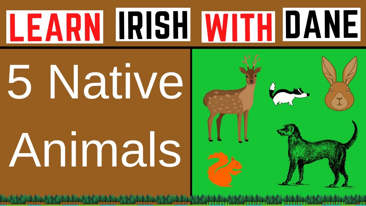Learn The Irish for 5 Animals Native To Ireland