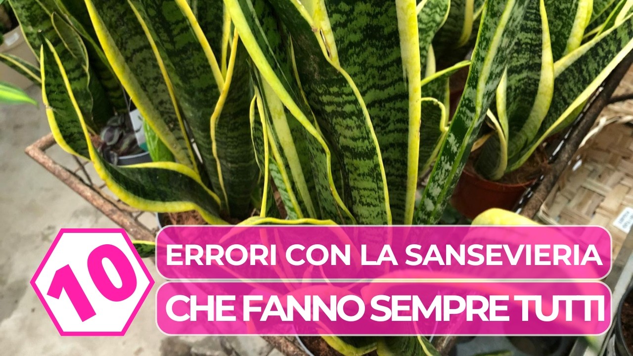 10 errori con la SANSEVIERIA che fanno sempre tutti