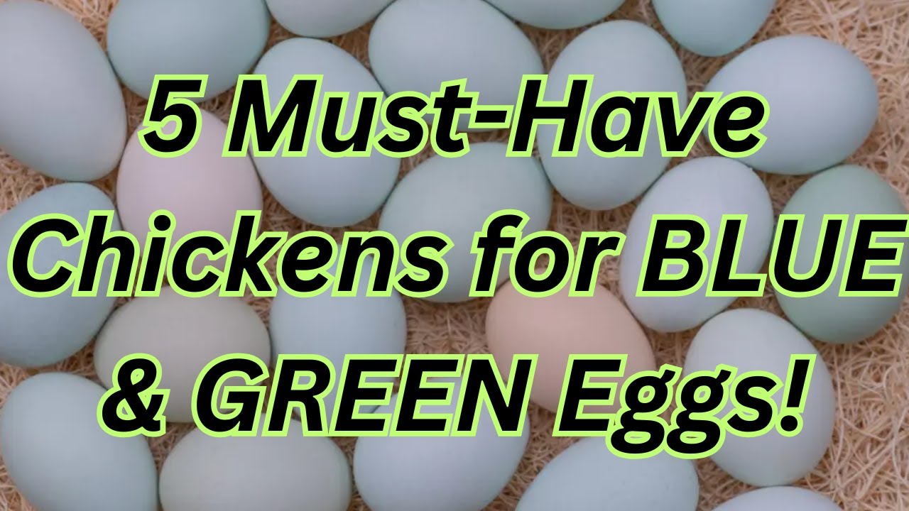 Top 5 Chickens That Lay Blue & Green Eggs! 🥚🌿 Must-Have Breeds for Colorful Eggs!