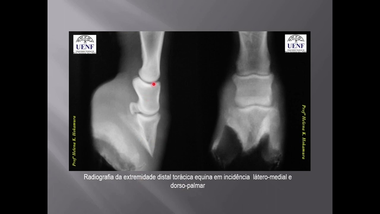 Radiologia veterinária aula 07