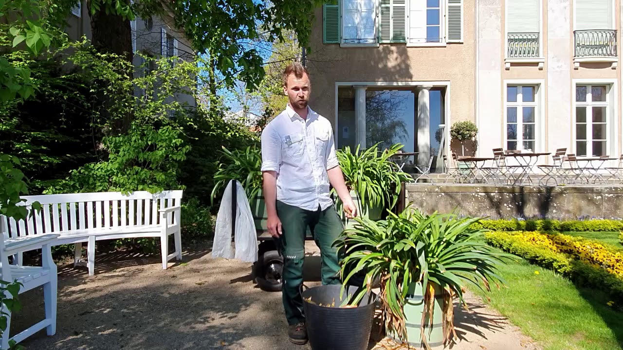 Die Schmucklilien (Agapanthen) kommen aus dem Winterquartier - Tipps aus dem Liebermann-Garten - #3
