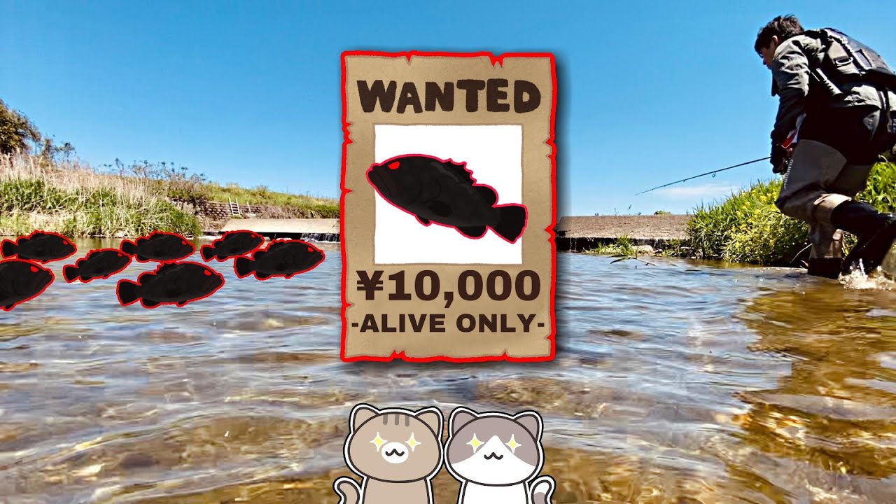 【1匹1万円】通常の3倍デカイ肉食レア外来魚を釣りで乱獲して食べて駆除‼︎【外来種/コウライオヤニラミ】