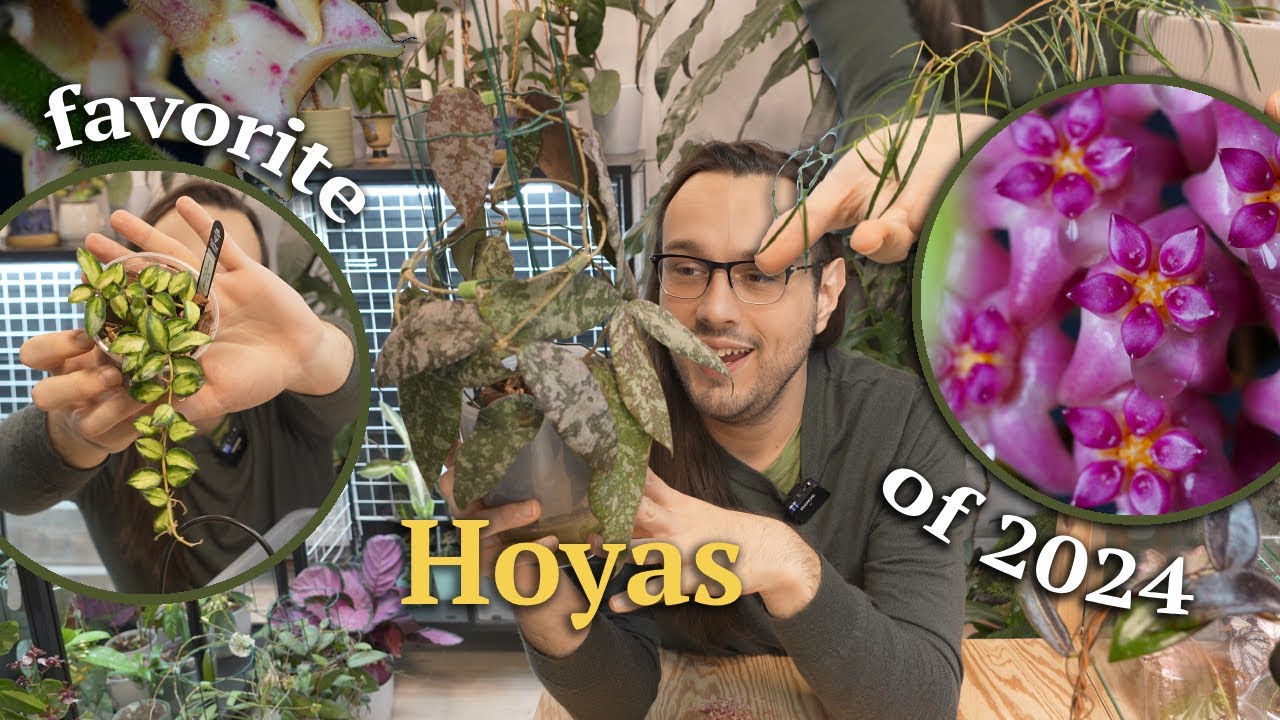 here are the Hoyas I loved the most in 2024 💕🌱