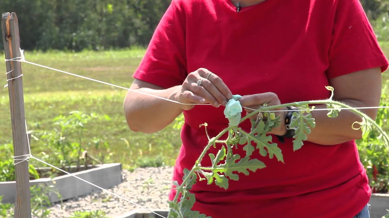 How to Grow Watermelons Vertically : Growing Melons