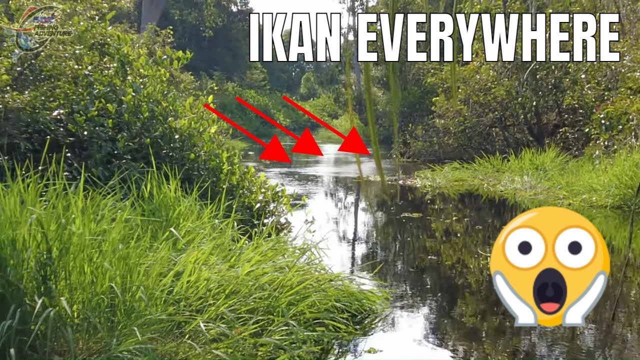 KALIMANTAN GUDANGNYA IKAN FIX NO DEBAT 😬 #343
