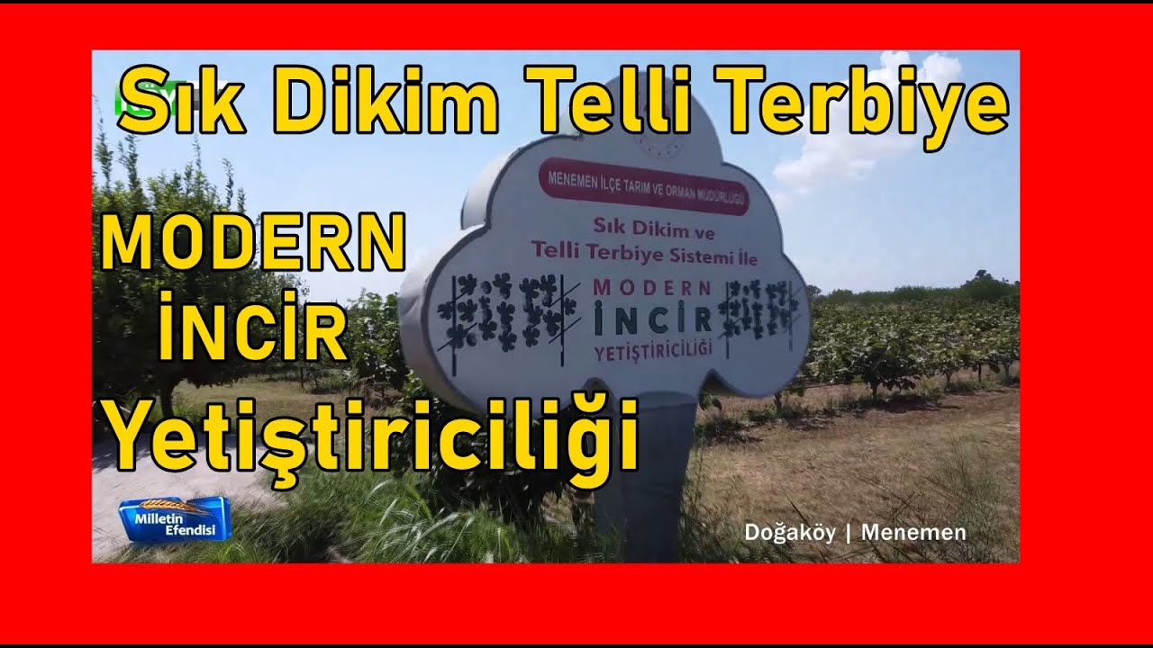 MODERN İNCİR YETİŞTİRİCİLİĞİ | DOĞA KÖY  | KÖY TV