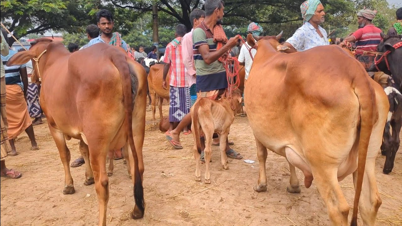 October 29, 2025  গাভী বাছুর সহ আপডেট  || সোনাইচন্ডী হাট চাপাইনবয়াবগঞ্জ জেলা || #ms5m #cow 