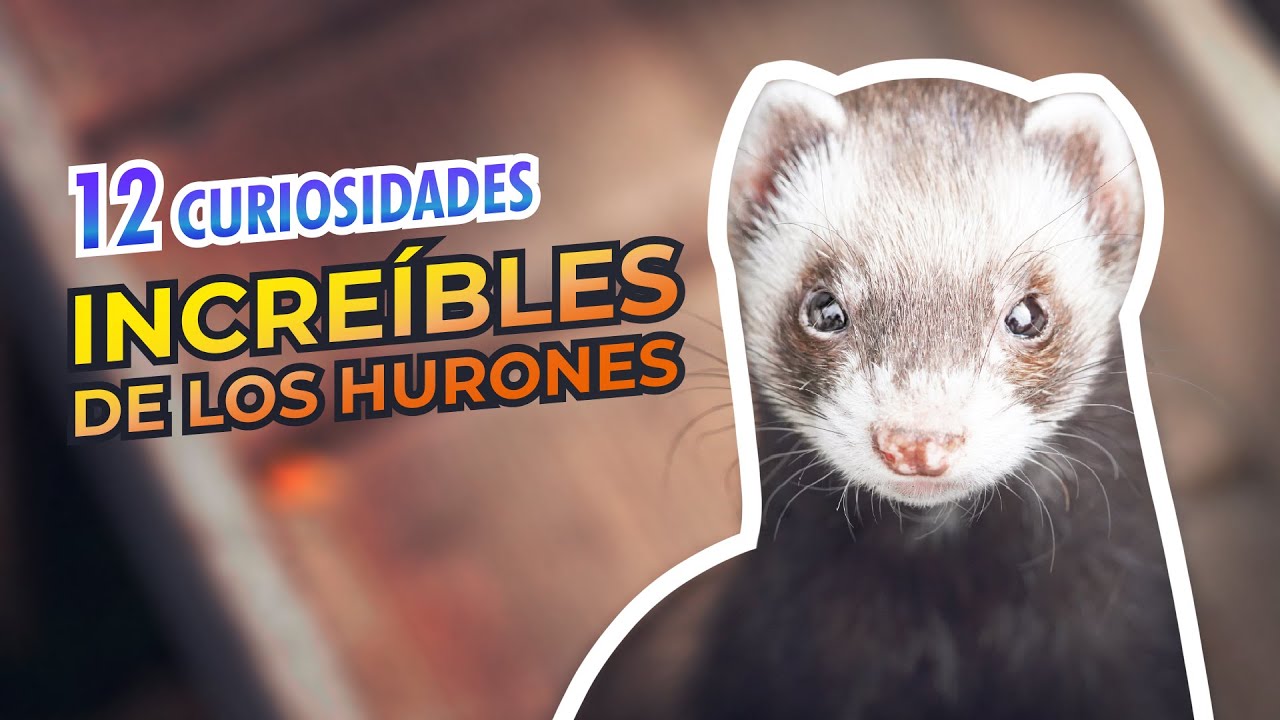 12 Curiosidades que NO sabías de los Hurones | CURIOSIDADES EN DOCENA