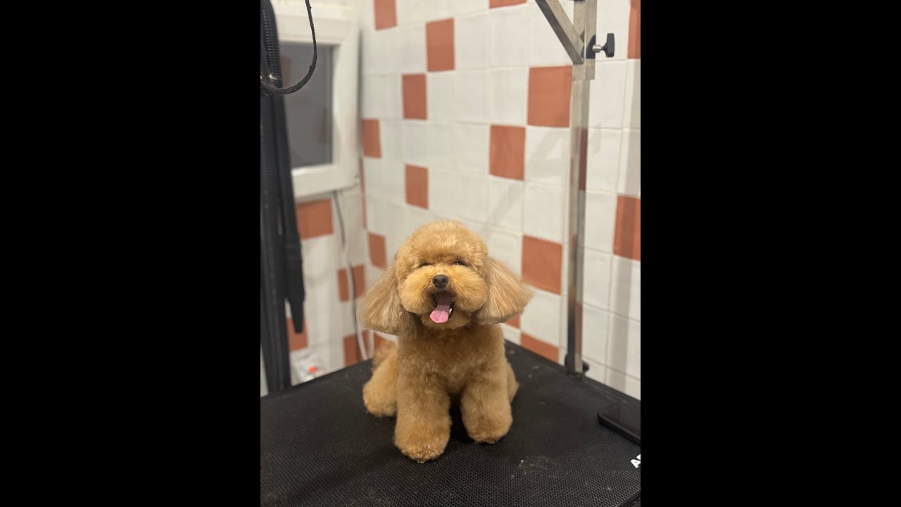 Leo: Grooming Caniche mini toy