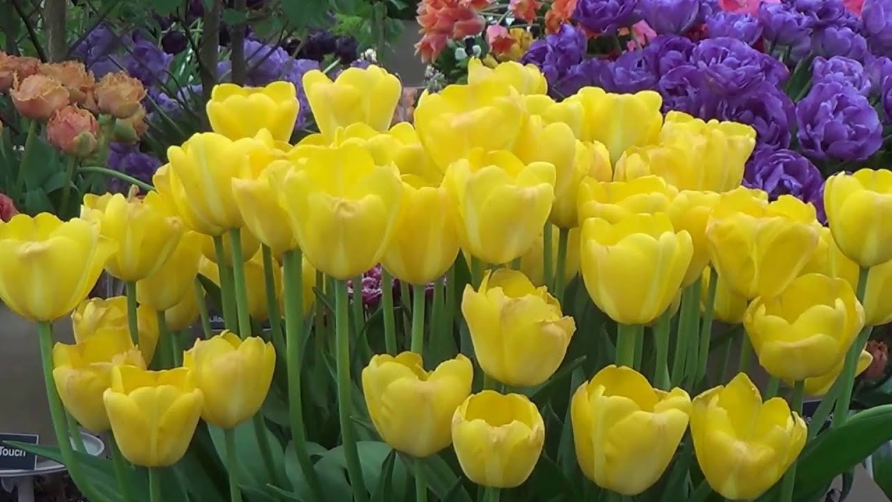 Chelsea Flower Show 2016
