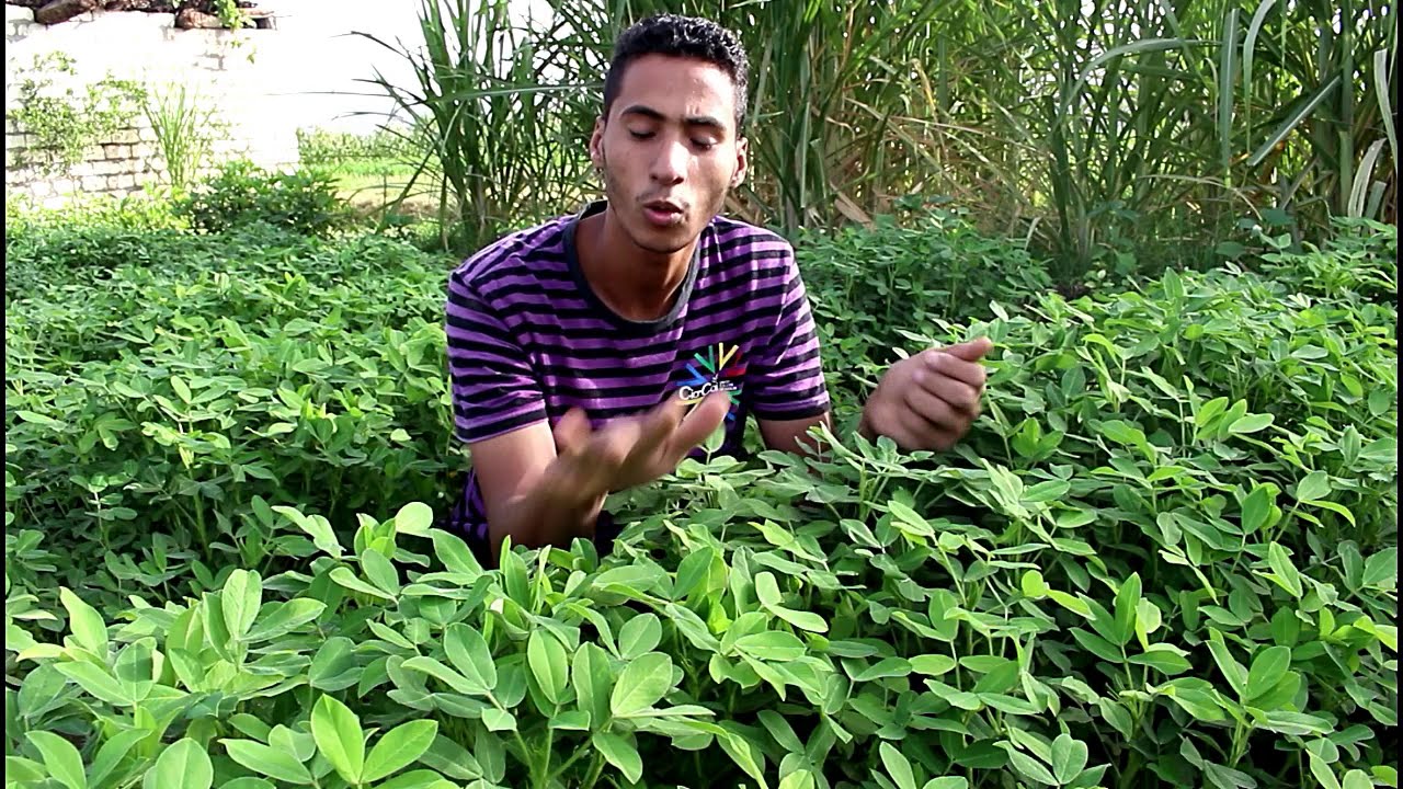 معقوله!! ابر تخترق التربه _فتكون ثمرة الفول السوداني Peanuts Grown