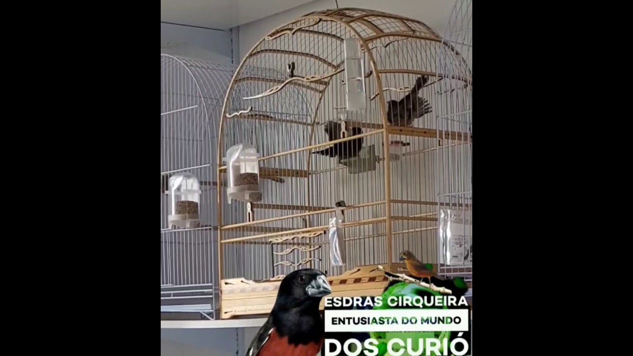 Reprodu&ccedil;&atilde;o de Curi&oacute; momento exclusivo