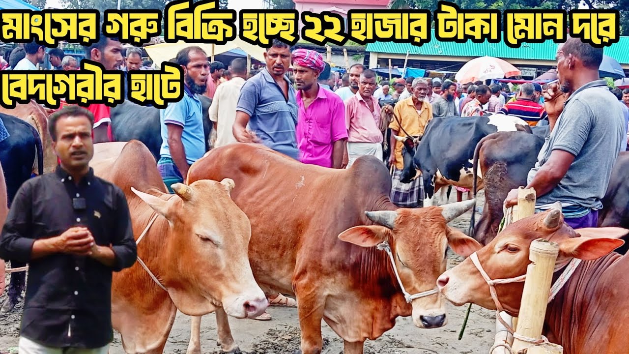 @রংপুর জেলার গঙ্গাছড়া উপজেলার, বেদগেরীর হাটে মাংসের গরু গুলো পানির দামে বিক্রি হচ্ছে!