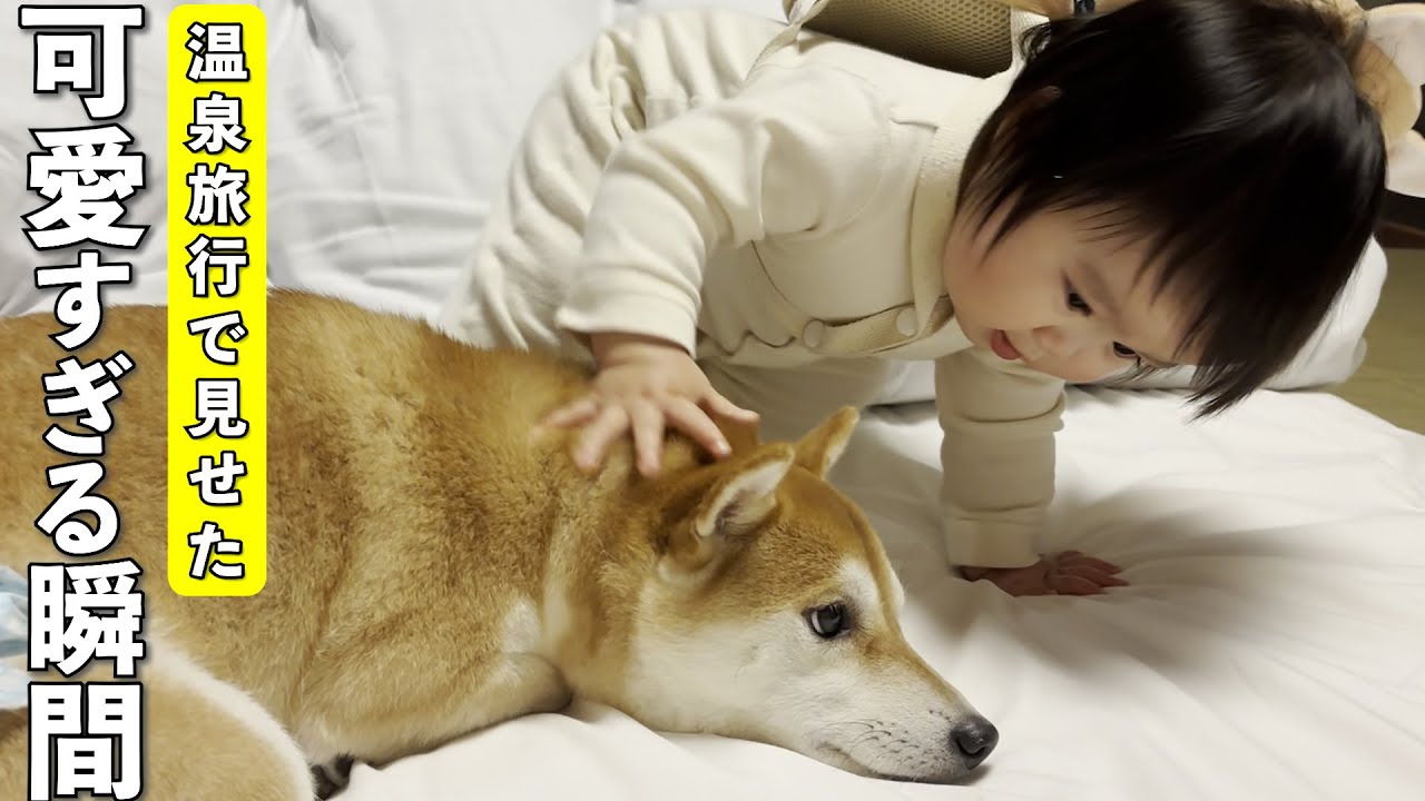 柴犬と1歳児、温泉旅行で見せた可愛すぎる瞬間♡