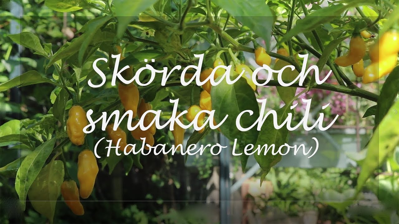 Skörda och smaka chili