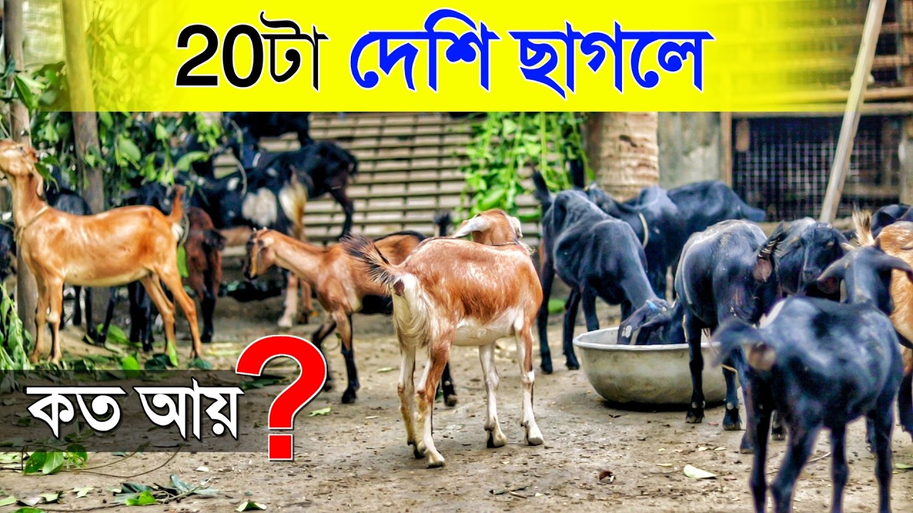 20টা Black Bengal ছাগলে কত আয় ?🐐🐐 | দেশি ছাগলের খামার | Goat Farming in West Bengal | Goat Farm