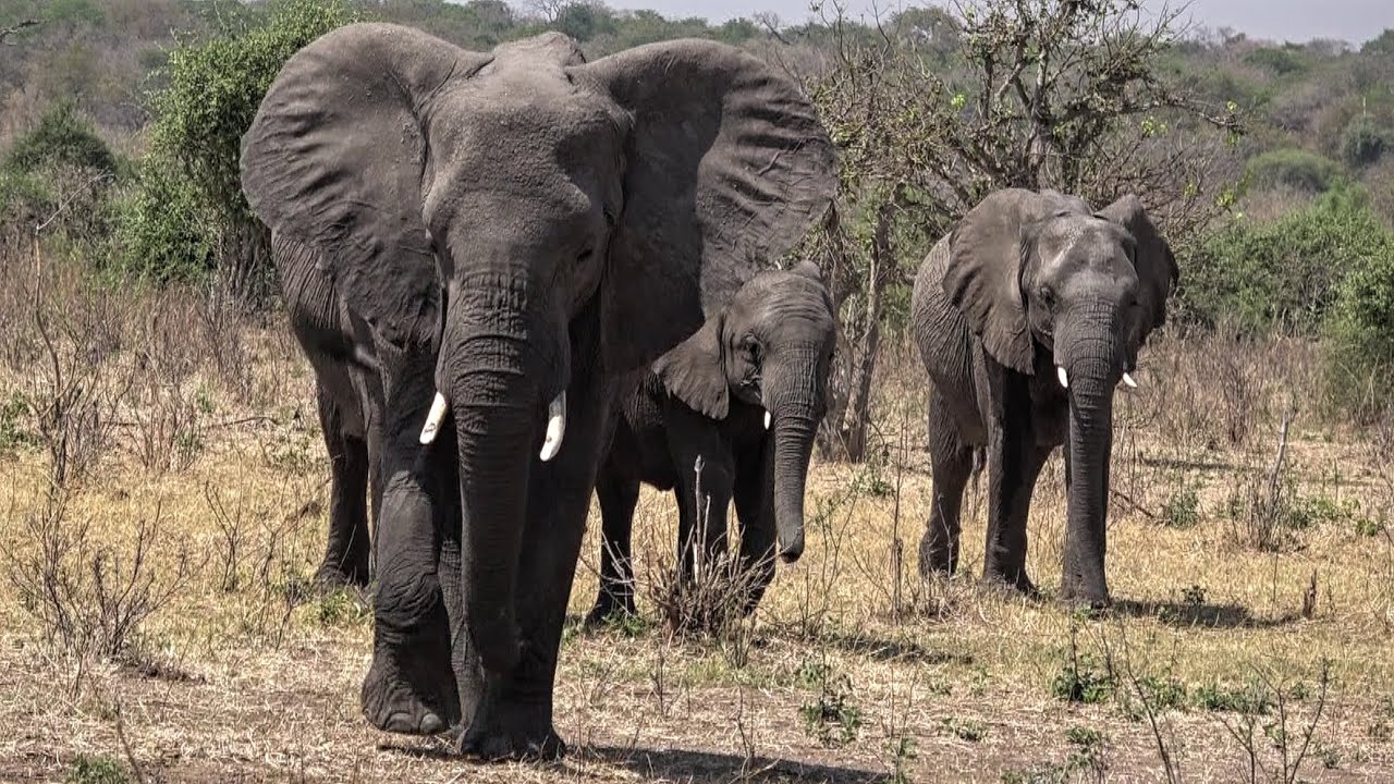 Chobe National Park Full Day Safari - Part2