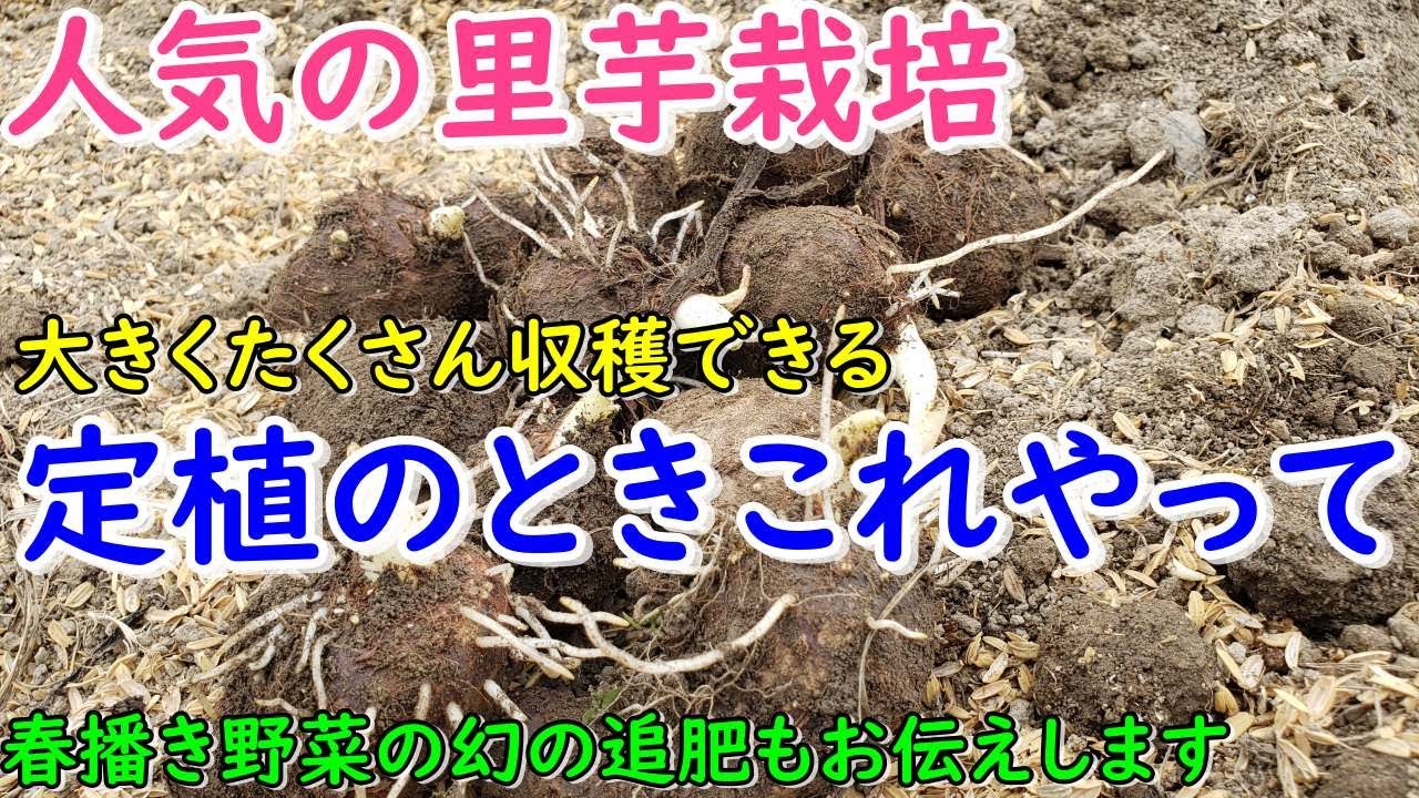 大きな里芋をたくさん収穫するコツがこれ！また春野菜が良く育つ幻の追肥をご紹介します