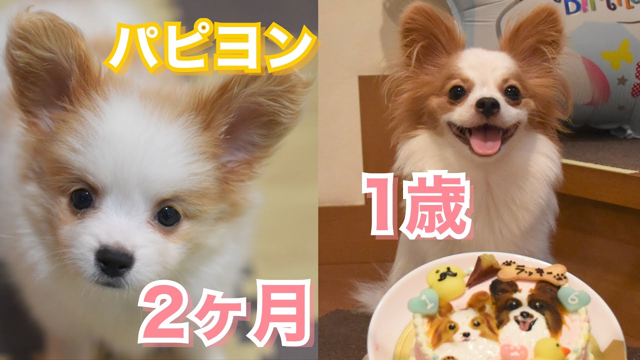 【子犬の成長日記】2ヶ月から1歳になるまで