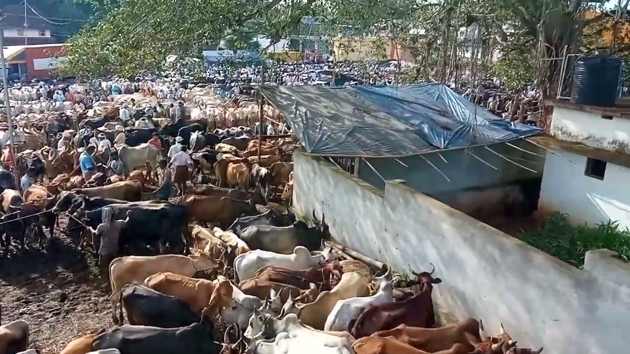 VANIYAMKULAM CATTLE MARKET - BIGGEST CATTLE MARKET IN KERALA - BAKRID MARKET