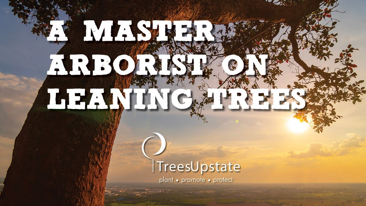 TreesUpstate and Tips for Leaning Trees