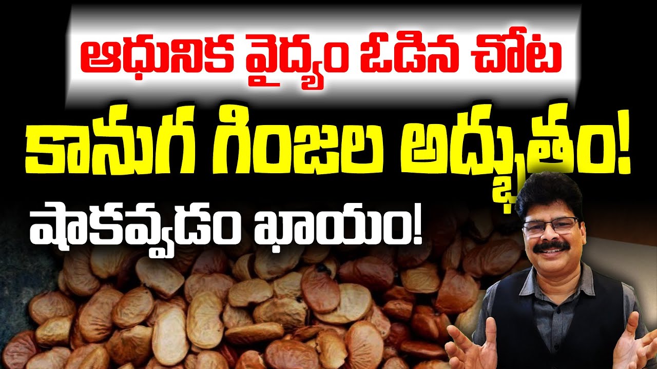 ఆధునిక వైద్యం ఓడిన చోట కానుగ గింజల అద్భుతం! Hidden Healing Power of Pongamia Seeds! #kanugaginjalu