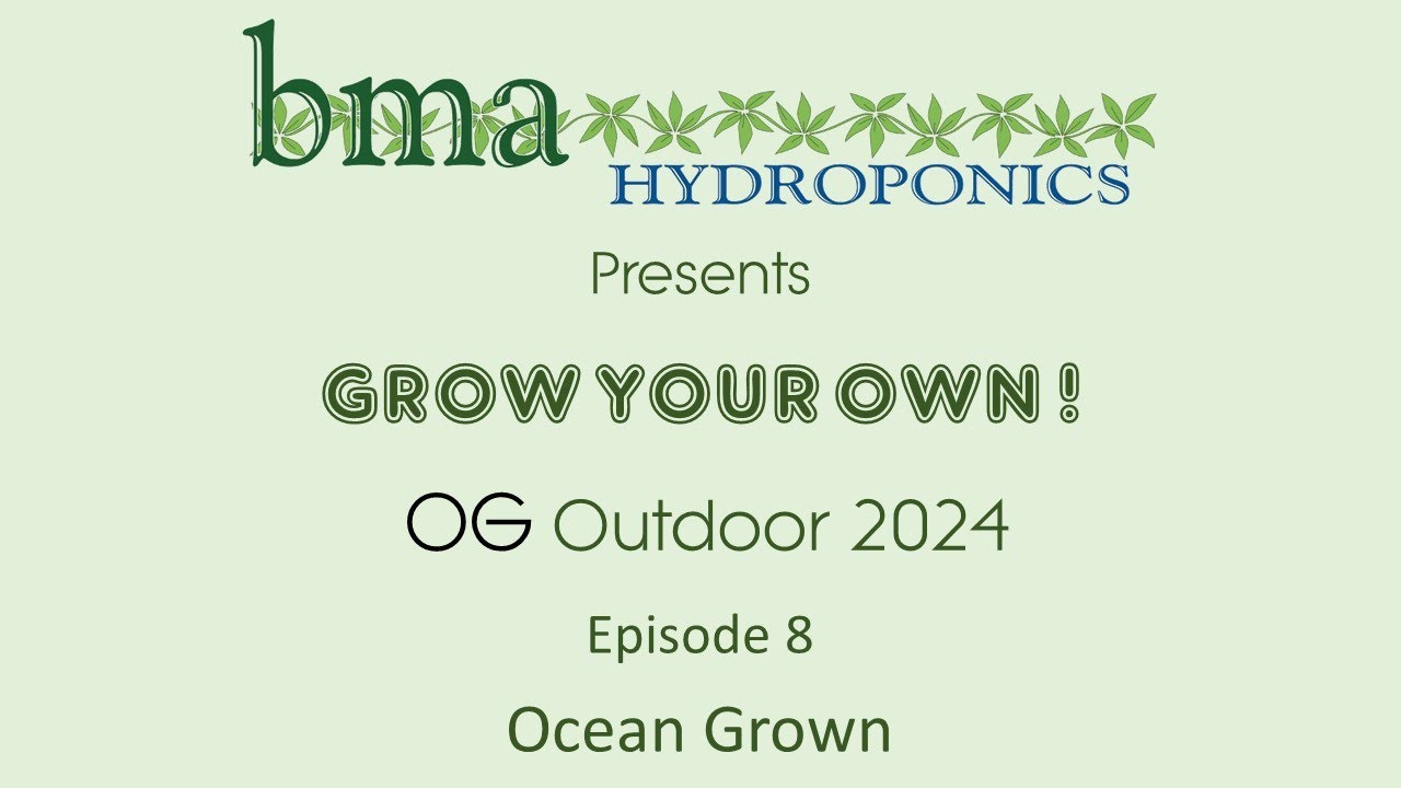 OG Outdoor 2024 Episode 8 - The Ripening - Final pre-harvest inspection, adding sugars & fortifiers