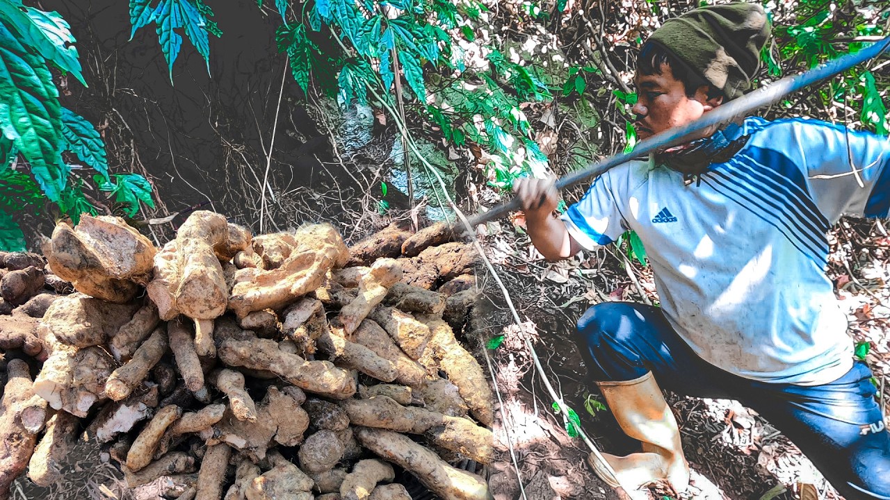 After Testing Many Forest Areas, This Is the BEST Place to Find Wild Yam!