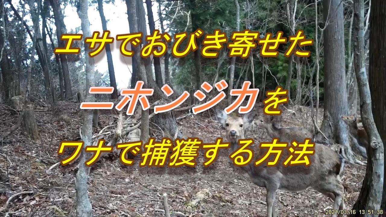 ニホンジカをエサで誘引して捕獲